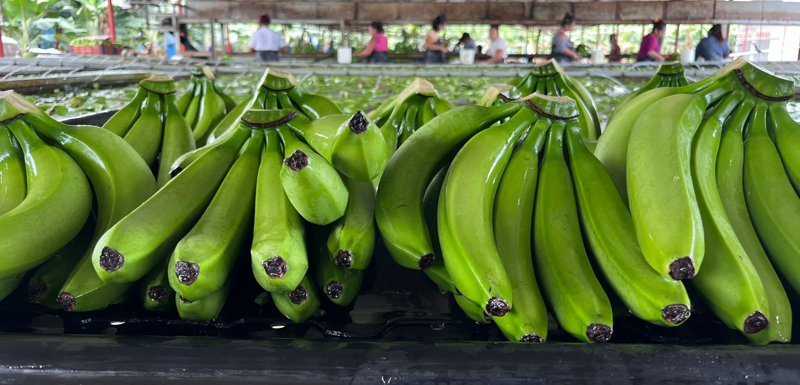 Banano Cavendish Colocha Banana